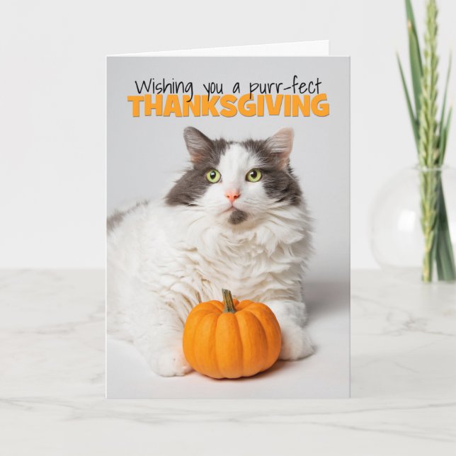 Happy Thanksgiving Cute Kitty Cat With Pumpkin Holiday Card (Front)