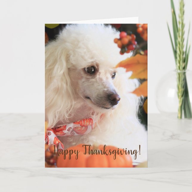 Happy Thanksgiving Poodle puppy card (Front)