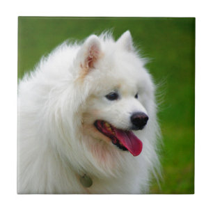 Happy to see you dog samoyed canine pet tile