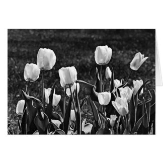 Happy Tulips Black and White