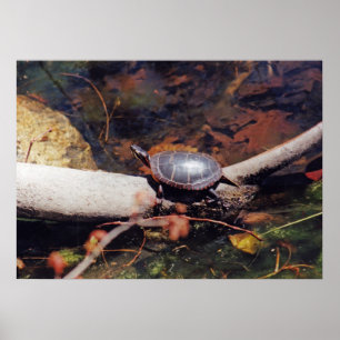 Happy Turtle Poster