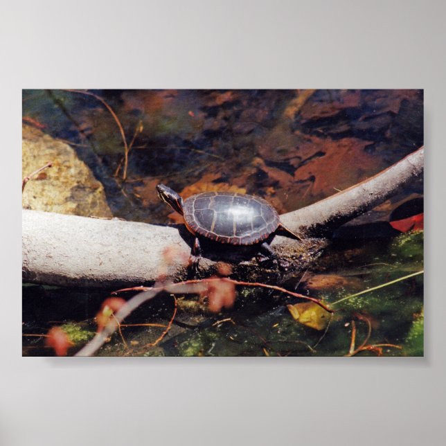 Happy Turtle Poster (Front)