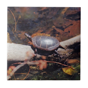 Happy Turtle Tile