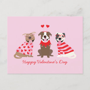 Happy Valentines Day American Pit Bull Terriers Postcard