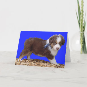 Happy Valentine's Day Aussie Holiday Card