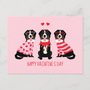 Happy Valentines Day Bernese Mountain Dogs Postcard