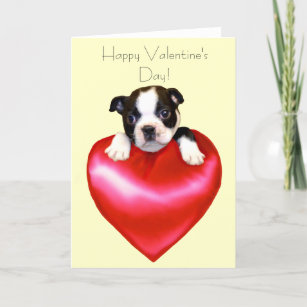 Happy Valentine's Day Boston Terrier Card