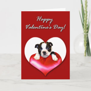Happy Valentine's Day Boston Terrier card