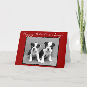Happy Valentine's Day Boston Terrier Greeting Card