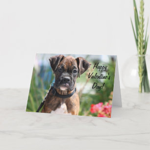 Happy Valentine's day boxer greeting card