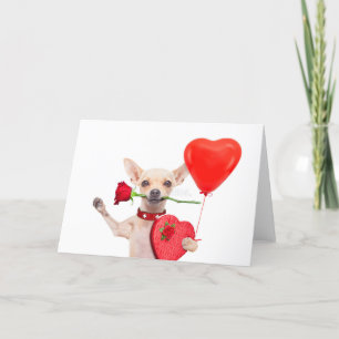 Happy Valentines Day Card Cute Chihuahua With Rose