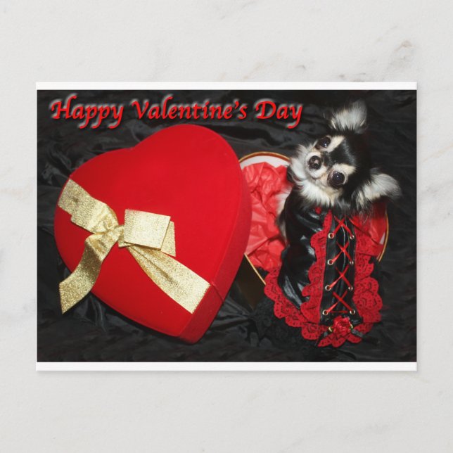 Happy Valentine's Day Chihuahua Holiday Postcard (Front)