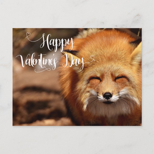 Happy Valentine's day Fox Postcard (Front)