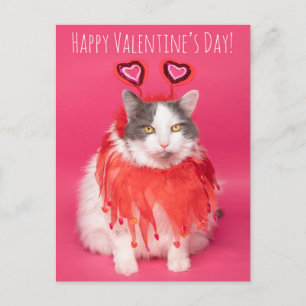 Happy Valentine's Day Warm and Fuzzy Cat Holiday Postcard