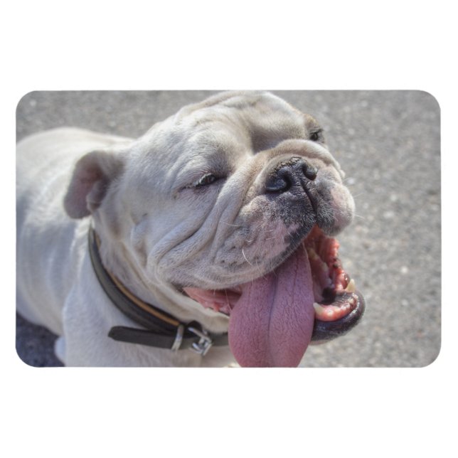 Happy White Bulldog Magnet (Horizontal)