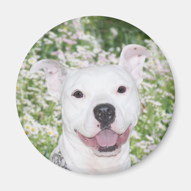 Happy white pitbull magnet (Front)