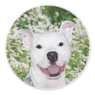 Happy white pitbull terrier ceramic knob