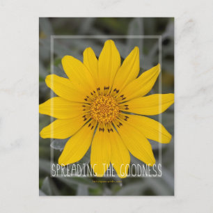 Happy Yellow Flower - Wishing you Joy Postcard