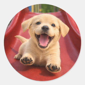 Happy Yellow Labrador Puppy Sliding a slide Classic Round Sticker