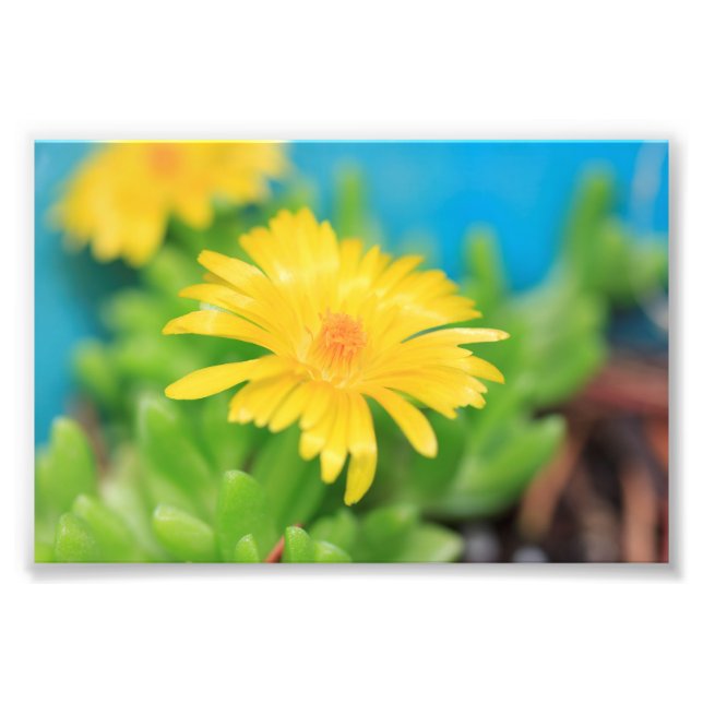Happy Yellow Succulent Flower Photo Print (Front)