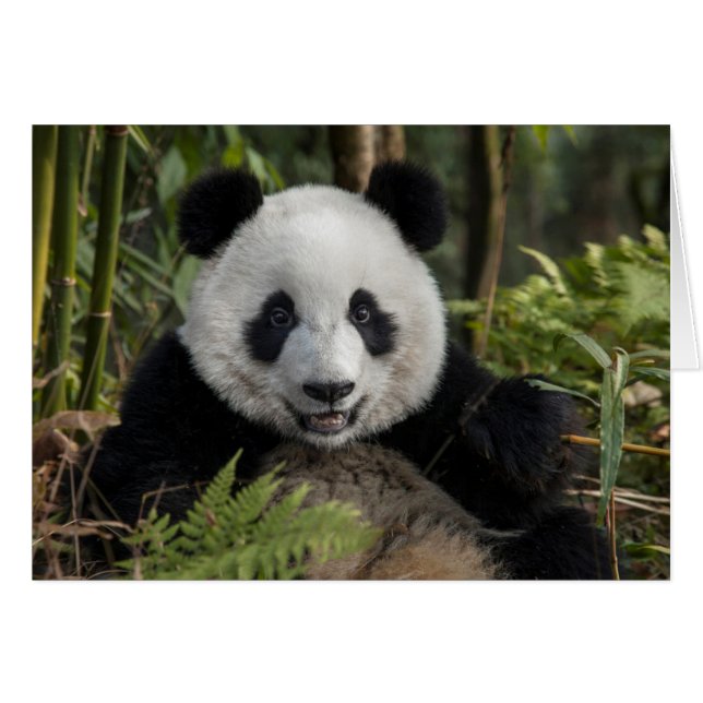 Happy young panda, China (Front Horizontal)