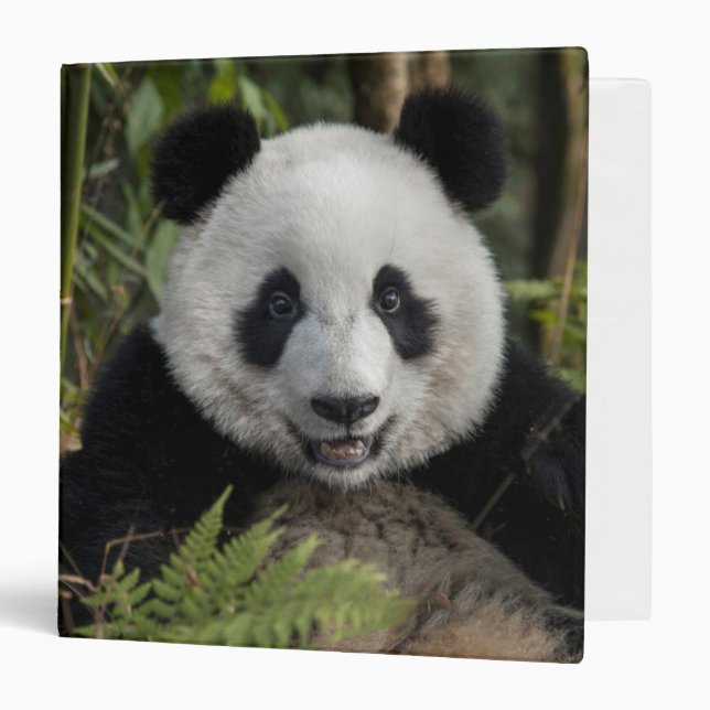 Happy young panda, China Binder (Front/Inside)