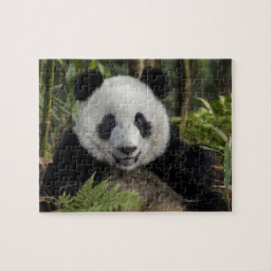 Happy young panda, China Jigsaw Puzzle