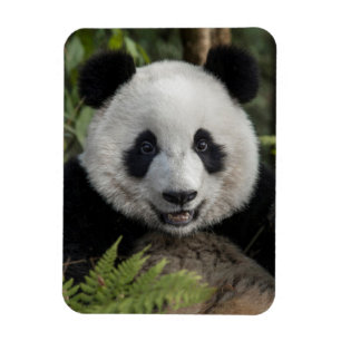 Happy young panda, China Magnet