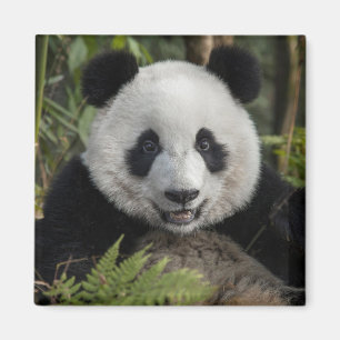 Happy young panda, China Magnet