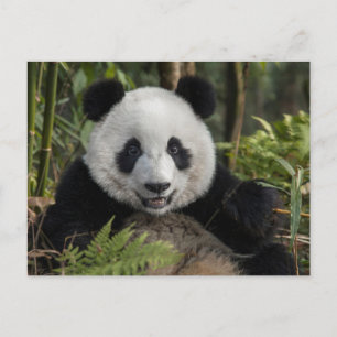 Happy young panda, China Postcard