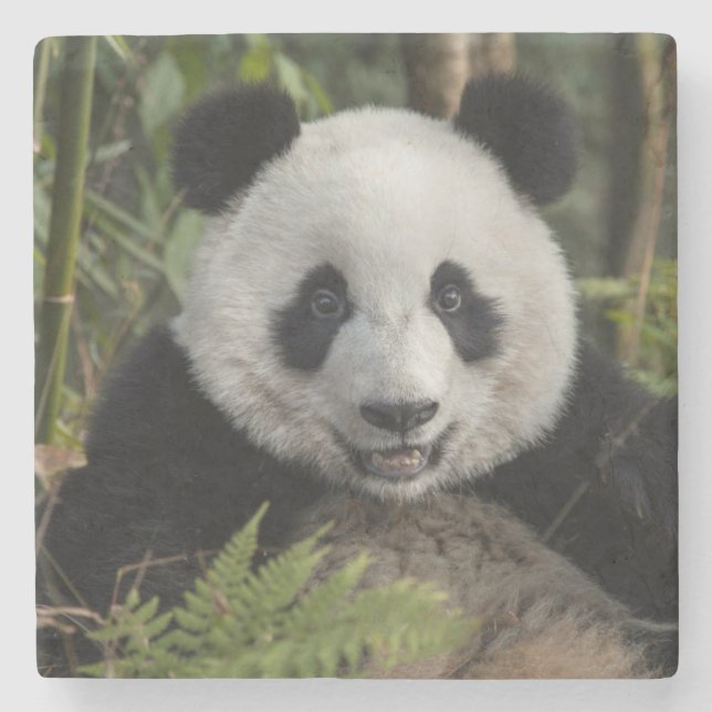 Happy young panda, China Stone Coaster (Front)