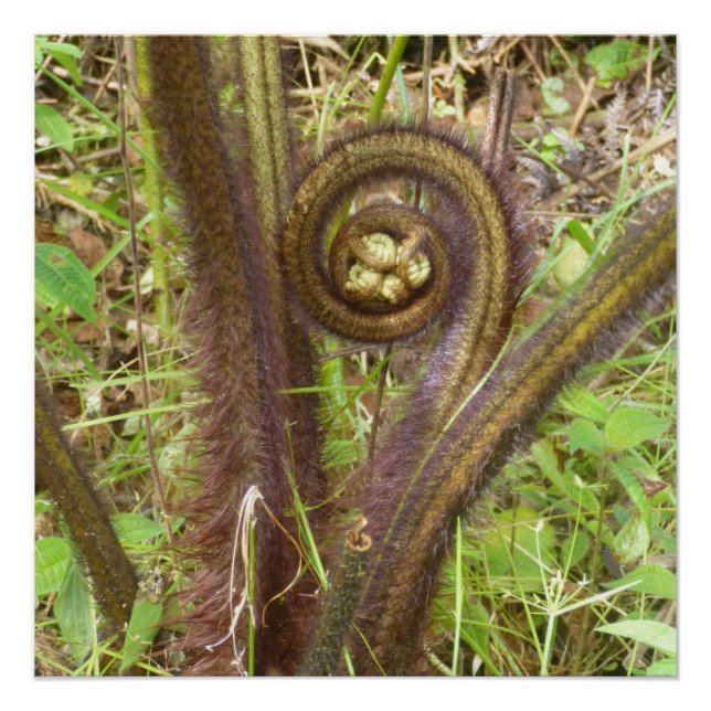 HAPUU FERN PULU POSTER (Front)