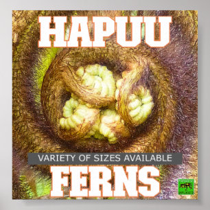 HAPUU FERNS BIG ISLAND HAWAII POSTER