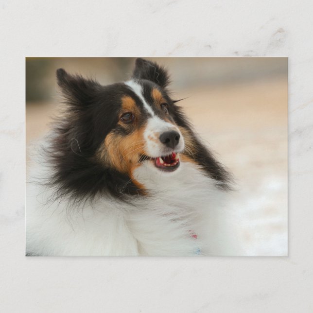 Hapy Shelty Postcard (Front)