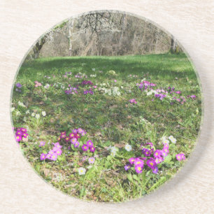 Harbinger of Spring Coaster