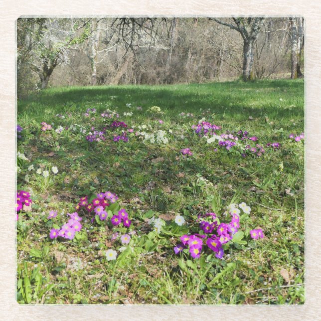 Harbinger of Spring  Glass Coaster (Front)