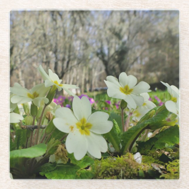 Harbinger of Spring  Glass Coaster (Front)