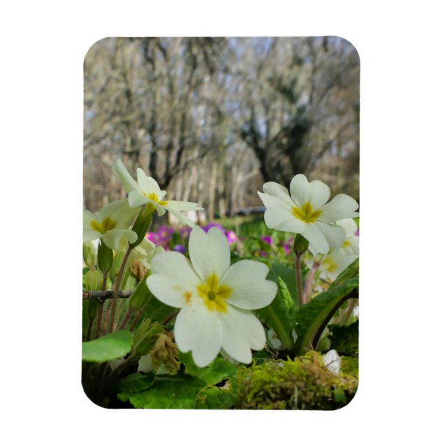 Harbinger of Spring  Magnet (Vertical)