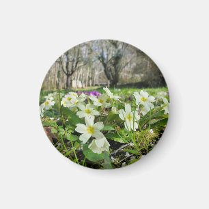 Harbinger of Spring Magnet