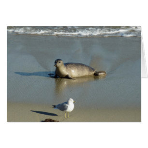 Harbour Seal at La Jolla California