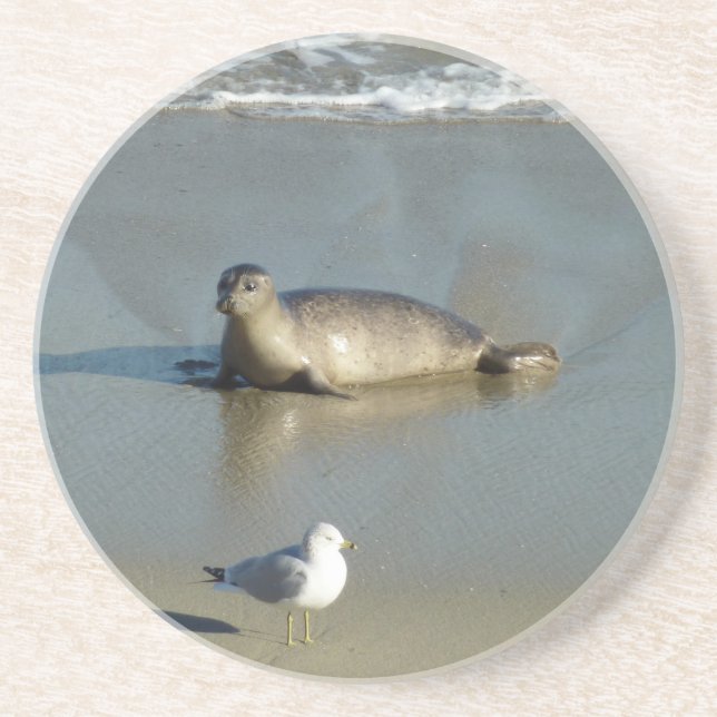 Harbour Seal at La Jolla California Coaster (Front)