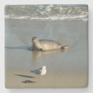 Harbour Seal at La Jolla California Stone Coaster