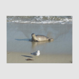 Harbour Seal at La Jolla California Tissue Paper