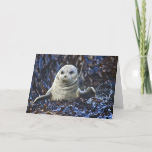 Harbour Seal (Phoca vitulina) Card
