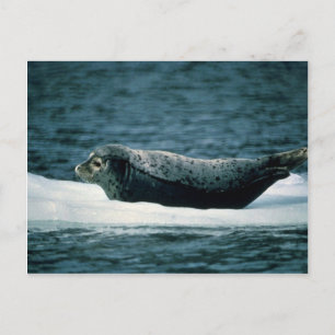 Harbour Seal Postcard