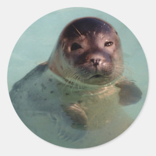 Harbour Seal Sticker