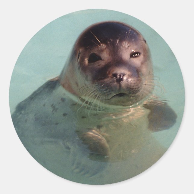 Harbour Seal Sticker (Front)