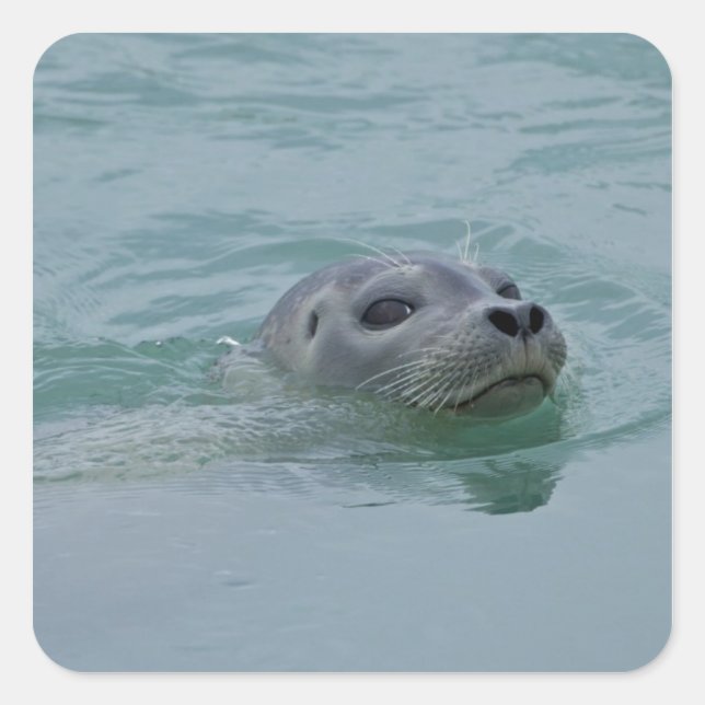 Harbour Seal swimming in Jokulsarlon glacial lake (Front)