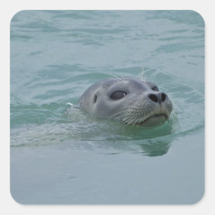 Harbour Seal swimming in Jokulsarlon glacial lake