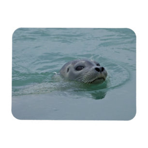 Harbour Seal swimming in Jokulsarlon glacial lake Magnet